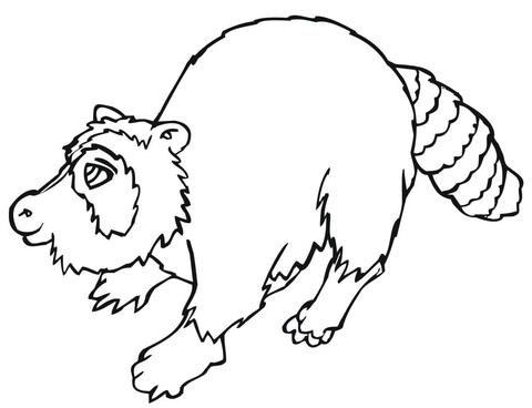 North American Raccoon  Coloring Page